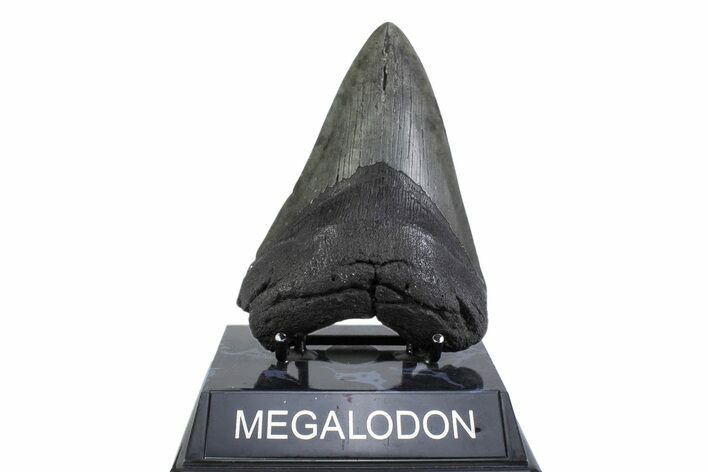 Fossil Megalodon Tooth - South Carolina #371793